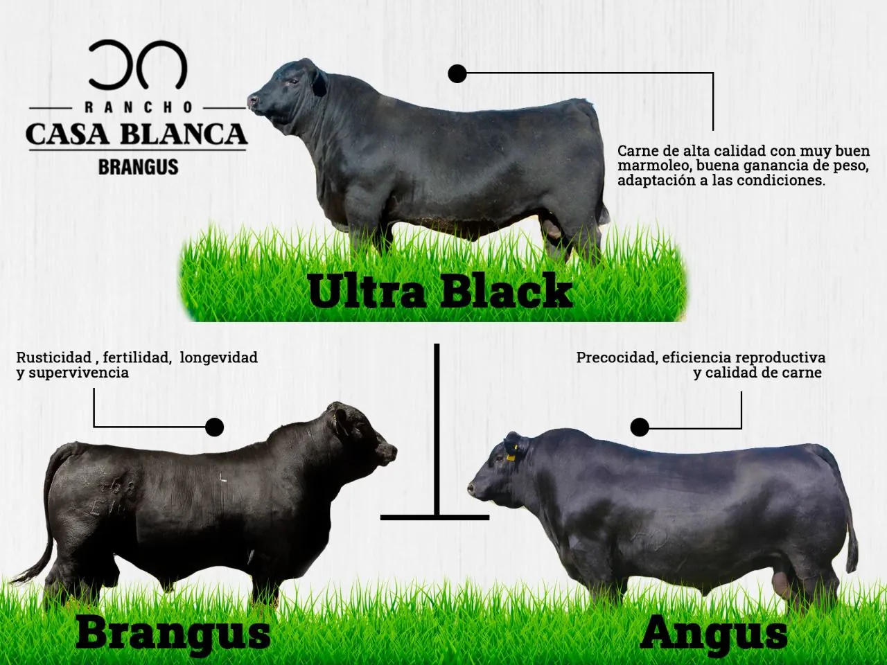 Variedades de Razas 2